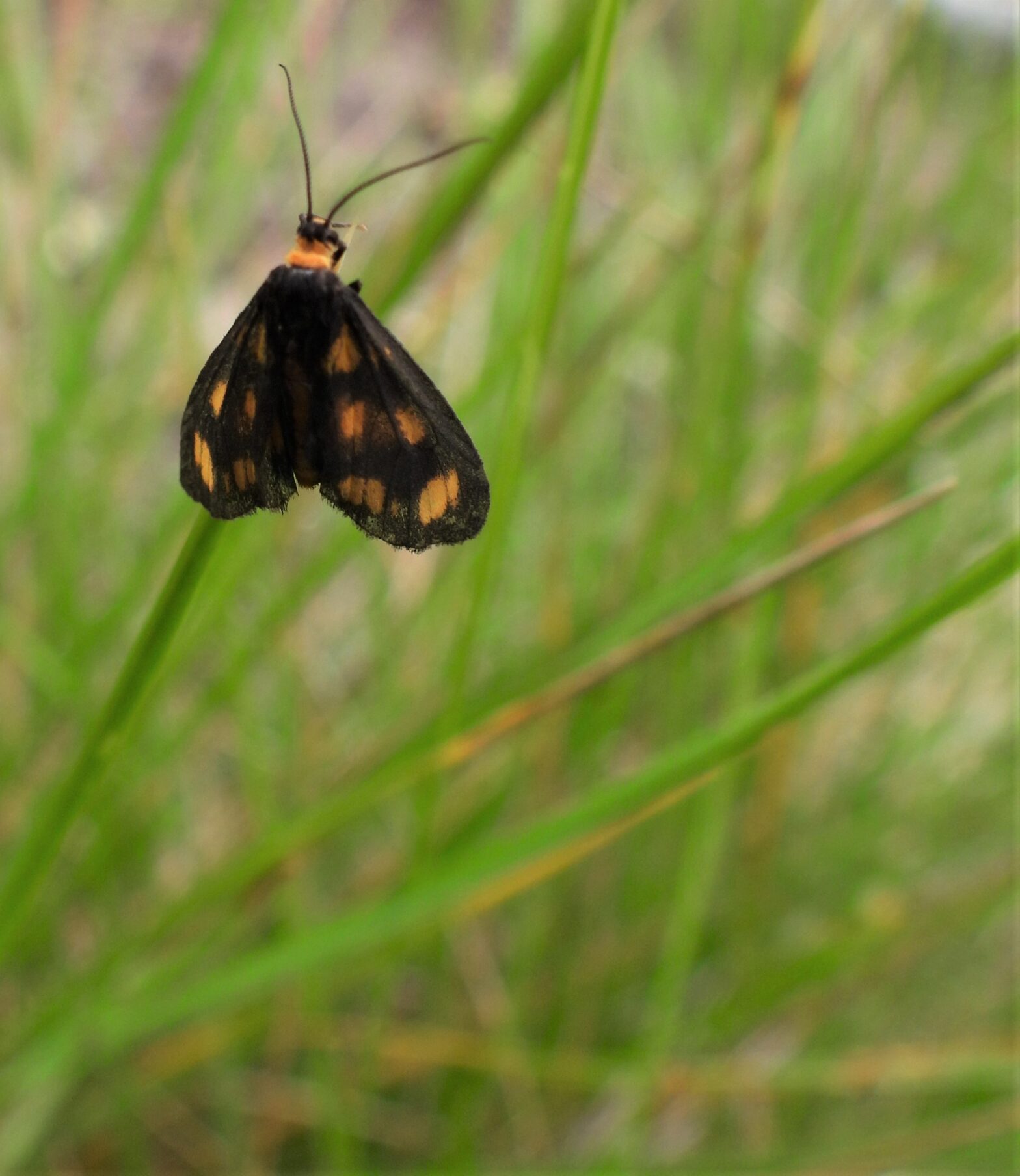 Orange and black moth on a blade of grass