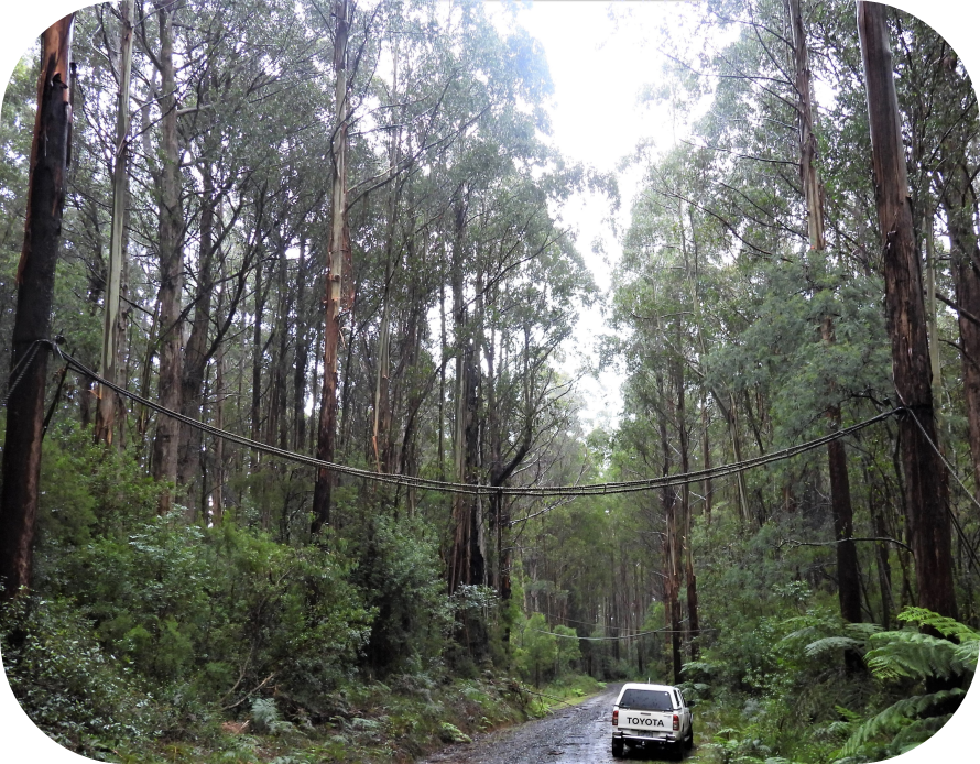 Canopy Rope Bridge Community Project