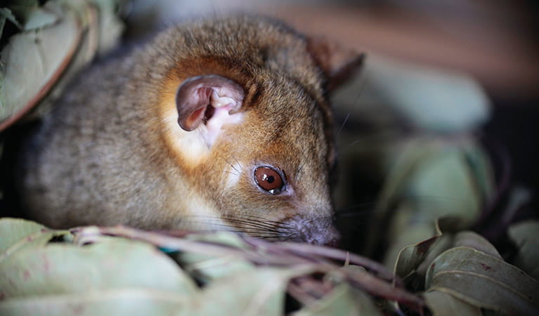 https://www.nationalparks.nsw.gov.au/plants-and-animals/common-ringtail-possum